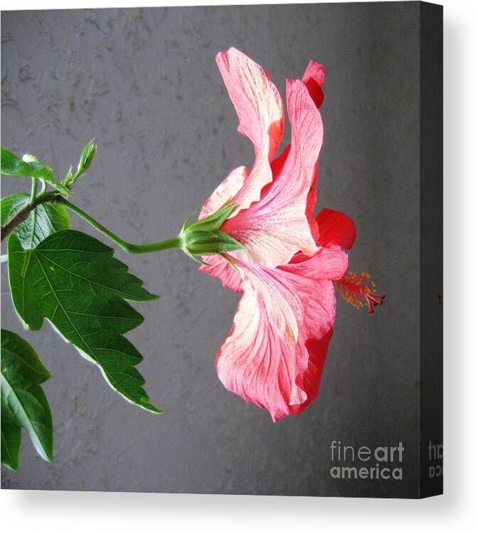 Hibiscus Canvas Print featuring the photograph Hibiscus #4 by Cindy Schneider