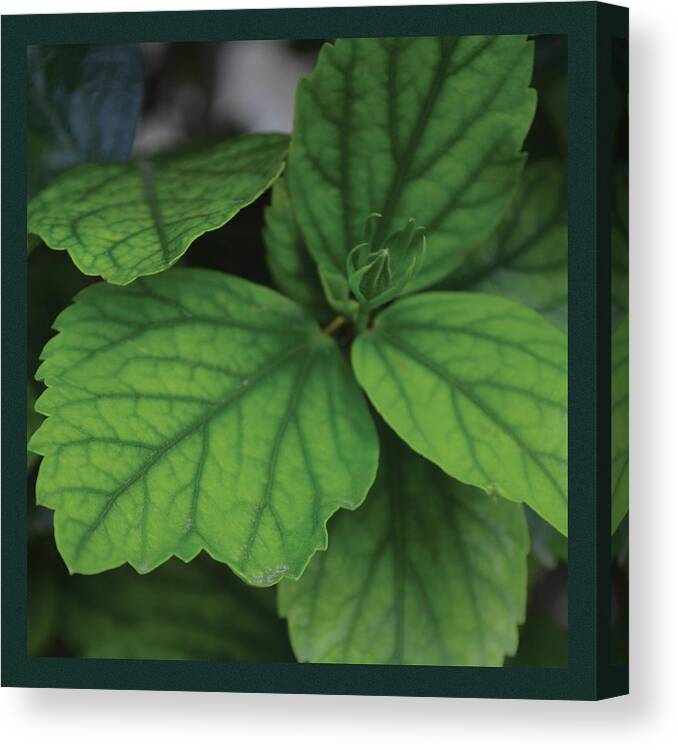Green Canvas Print featuring the painting Hibiscus Bud 1 by Sandy Murphree Jacobs