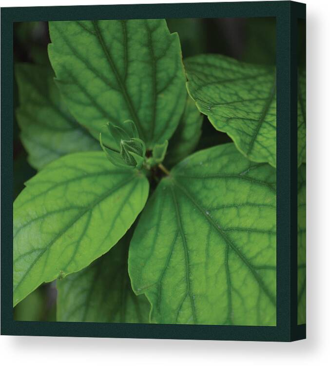 Green Canvas Print featuring the painting Hibiscus Bud 2 by Sandy Murphree Jacobs