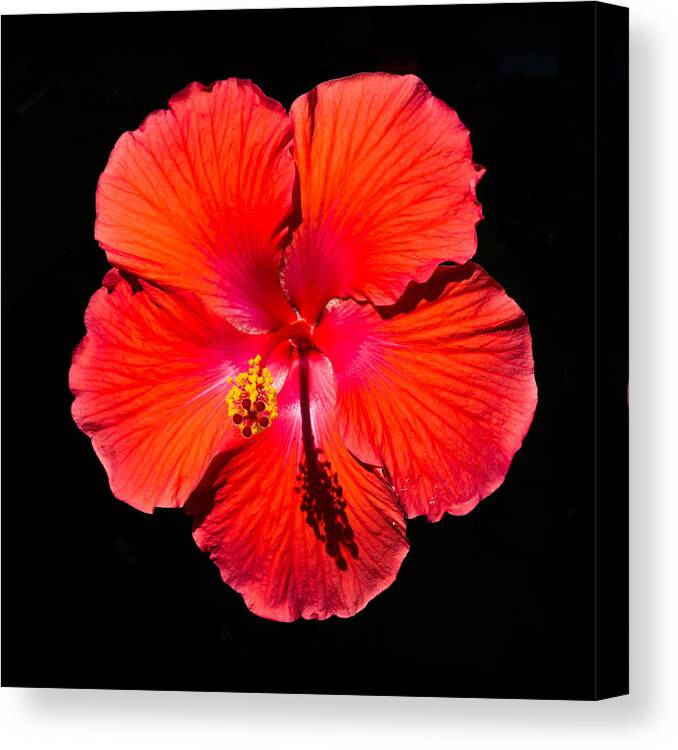 Hibiscus Flower In Full Bloom Canvas Print featuring the photograph Hibiscus flower by Kenneth Cole