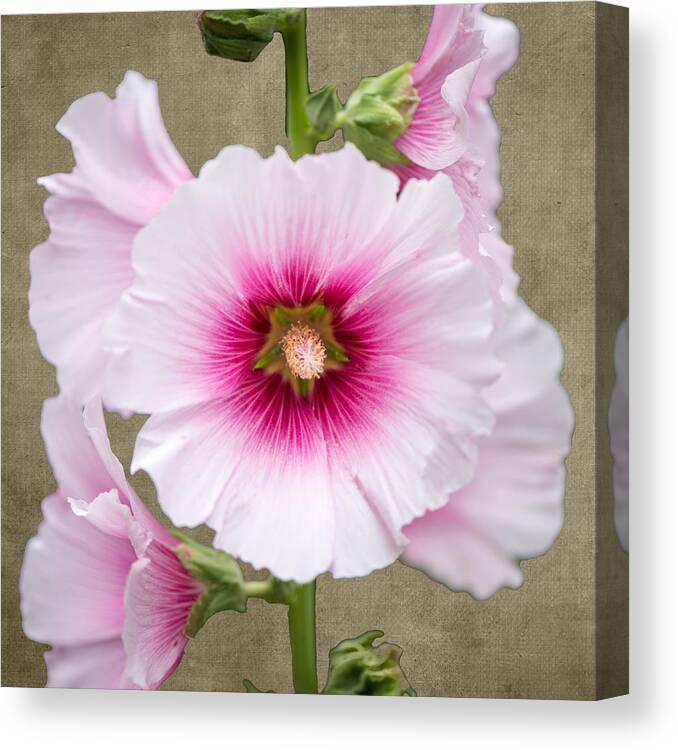 Flower Canvas Print featuring the photograph Hollyhock on Linen by Roy Pedersen
