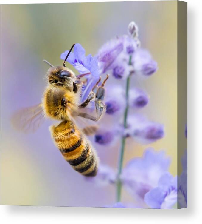 Apidae Canvas Print featuring the photograph Honey bee by Jim Hughes