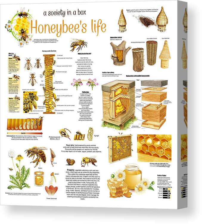 Honey Canvas Print featuring the drawing Honey Bees Infographic by Gina Dsgn