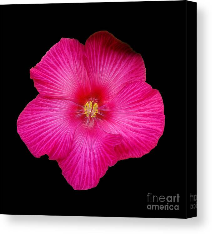 Hibiscus Canvas Print featuring the photograph Hot Pink Hibiscus by Sue Melvin
