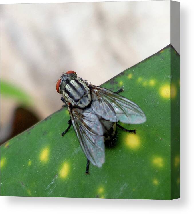 India Canvas Print featuring the photograph House fly on leaf by Misentropy