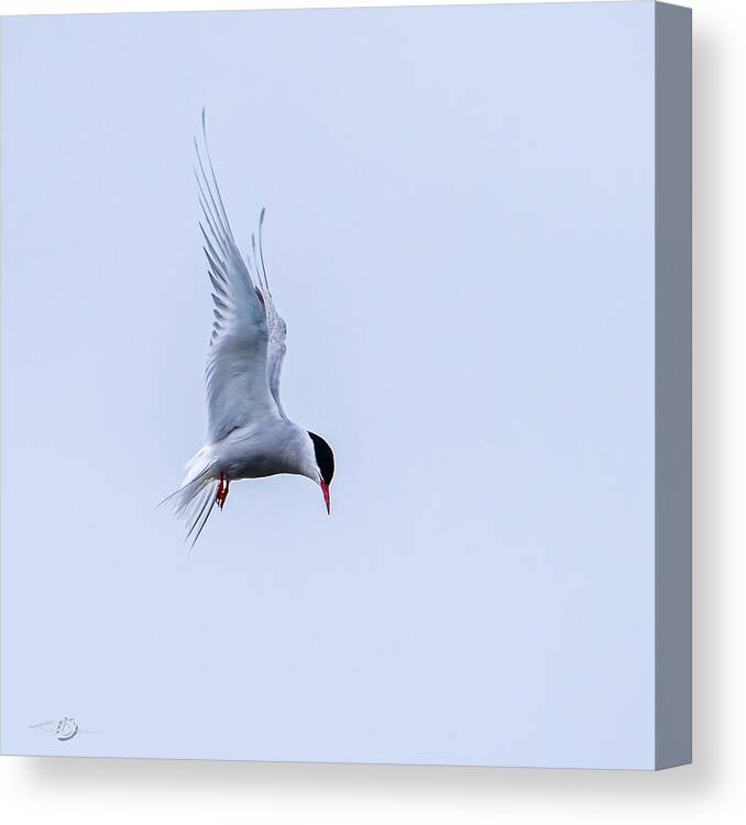 Hovering Arctric Tern Canvas Print featuring the photograph Hovering Arctic Tern by Torbjorn Swenelius