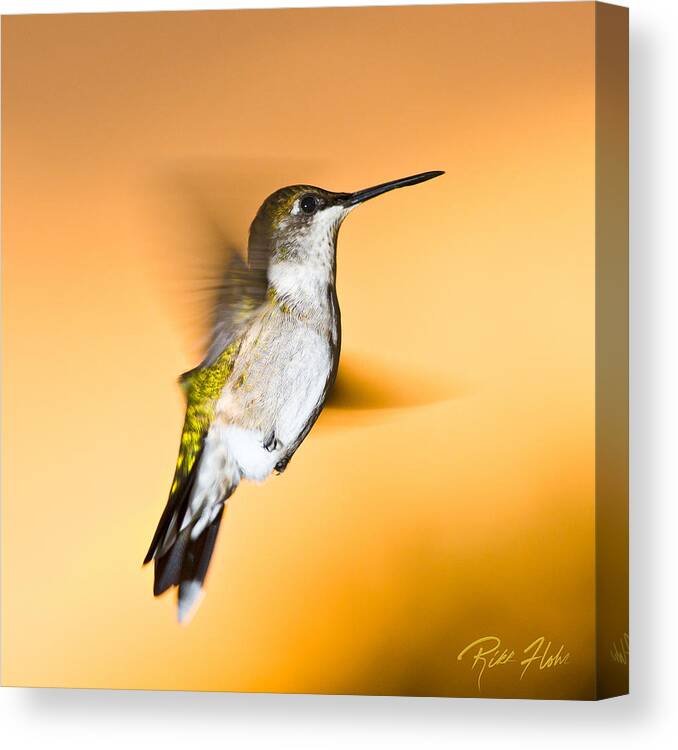 Animals Canvas Print featuring the photograph Hummingbird agains the sunset by Rikk Flohr