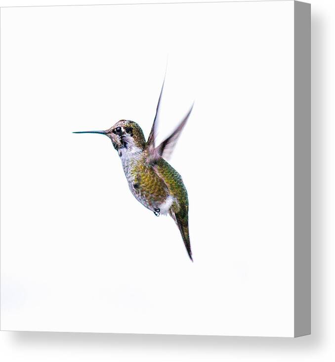 Nature Photography Canvas Print featuring the photograph Hummingbird in Flight by E Faithe Lester