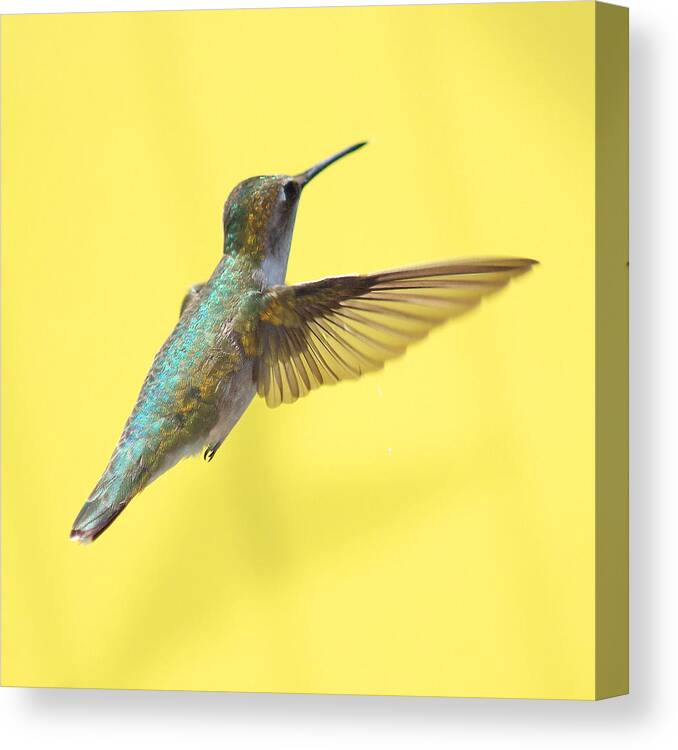 Hummingbird Canvas Print featuring the photograph Hummingbird on Yellow 3 by Robert Suits Jr