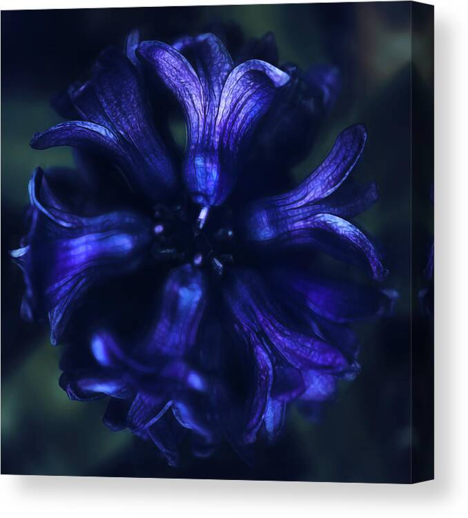 Bloom Canvas Print featuring the photograph Hyacinth by Robert FERD Frank