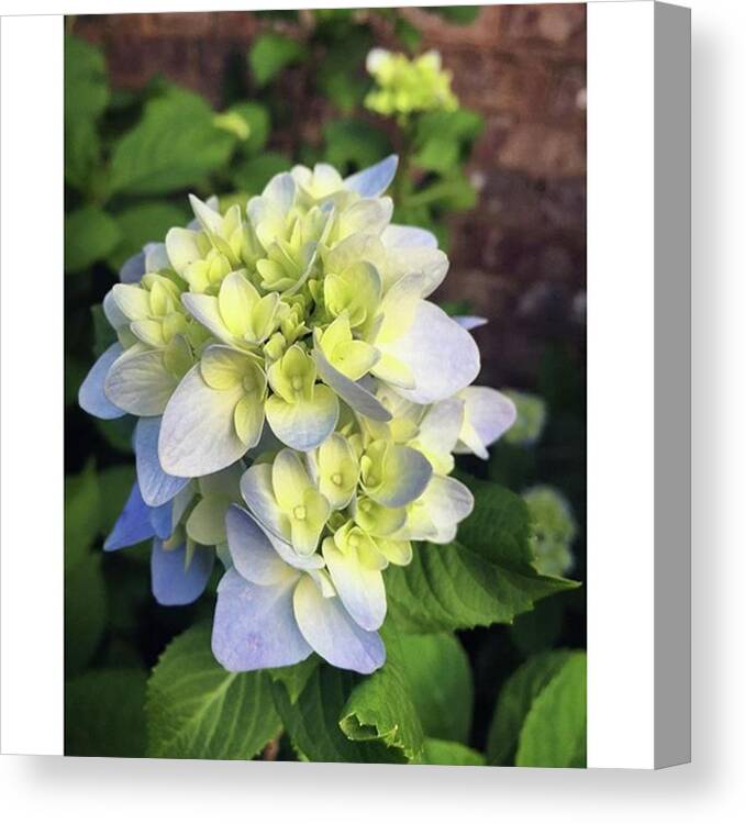 Flowers Canvas Print featuring the photograph Hydrangea #whatsblooming #flowers by Joan McCool