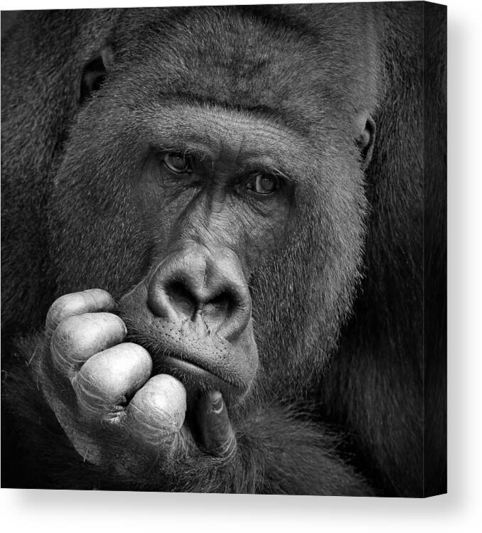 Gorilla Canvas Print featuring the photograph I Had A Dream .... by Antje Wenner