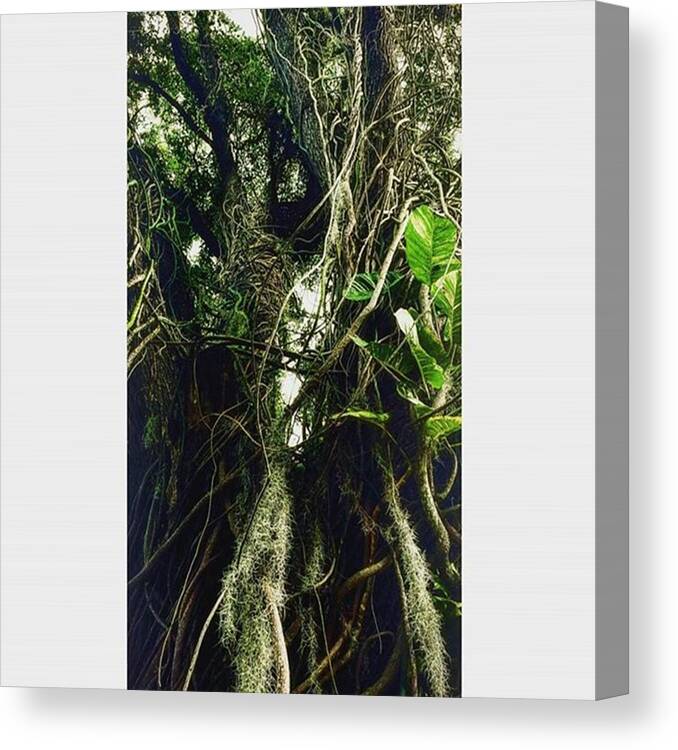 Beautiful Canvas Print featuring the photograph I Pass This Tree Everyday N Can't Stop by Peggy Hoefner