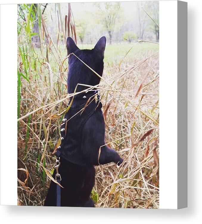 Petstagram Canvas Print featuring the photograph I Spy The Weekend! 
#cat by Sirius Black Adventure Cat