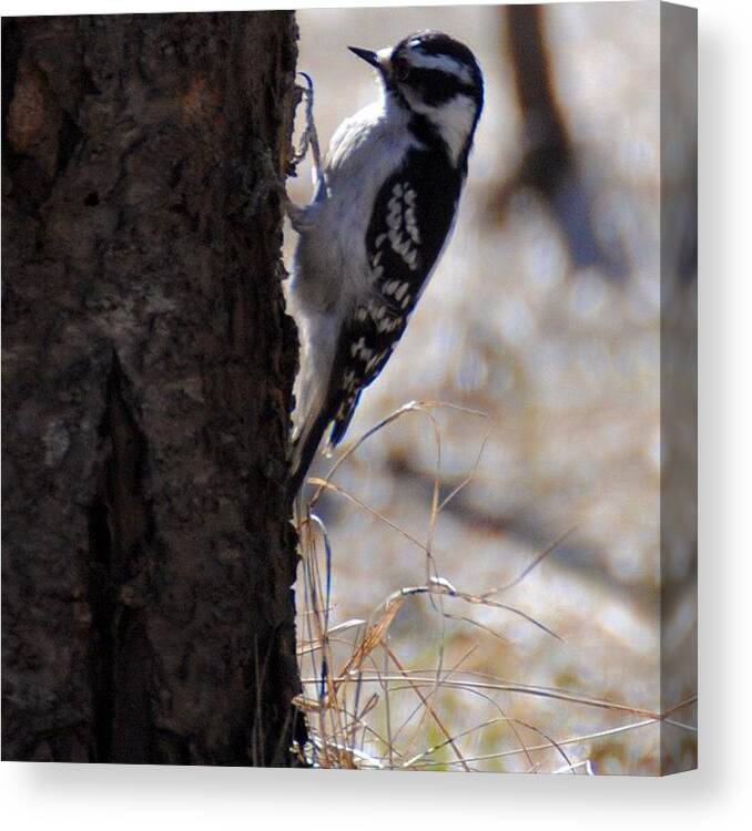 Nuts_about_birds Canvas Print featuring the photograph I Think This Is A Downy Woodpecker by Kerri Ann McClellan