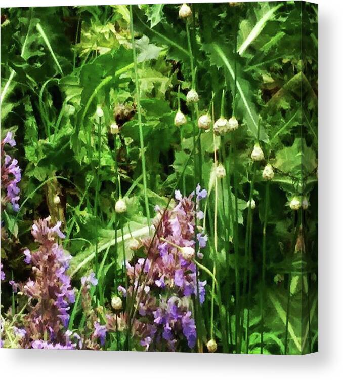 Garden Canvas Print featuring the photograph I Was Taking This Photo In My Yard by Genevieve Esson