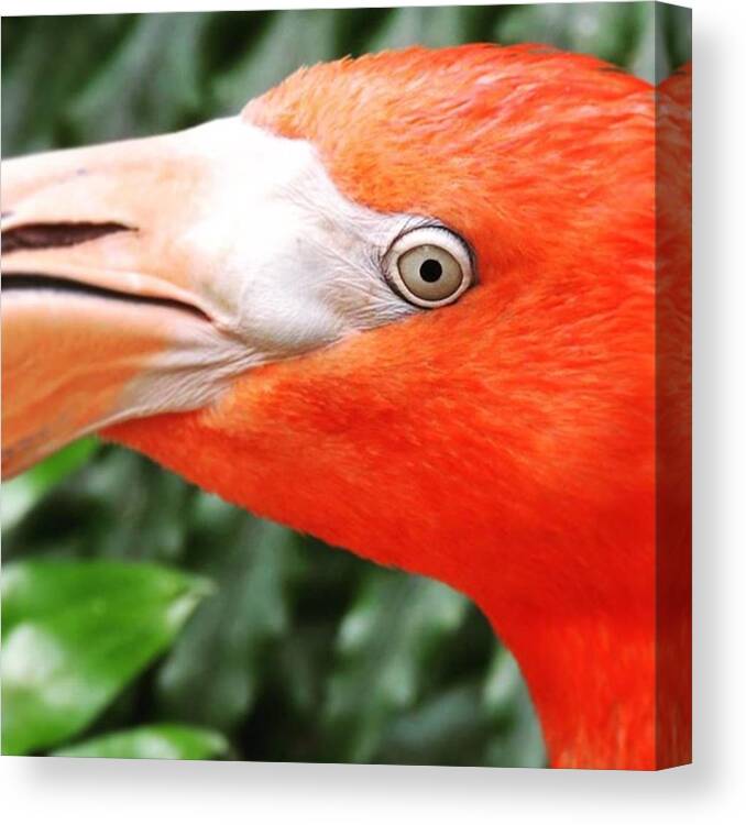Floridakeys Canvas Print featuring the photograph If The Eyes Are The Window To The Soul by Claudia Miller