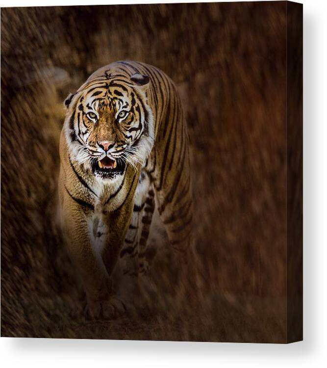 Panthera Tigris Tigris Canvas Print featuring the photograph I'm Coming For You by Annette Hugen