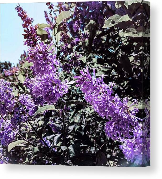 Garden Canvas Print featuring the photograph In #lilacs Heaven / в by Linandara Linandara