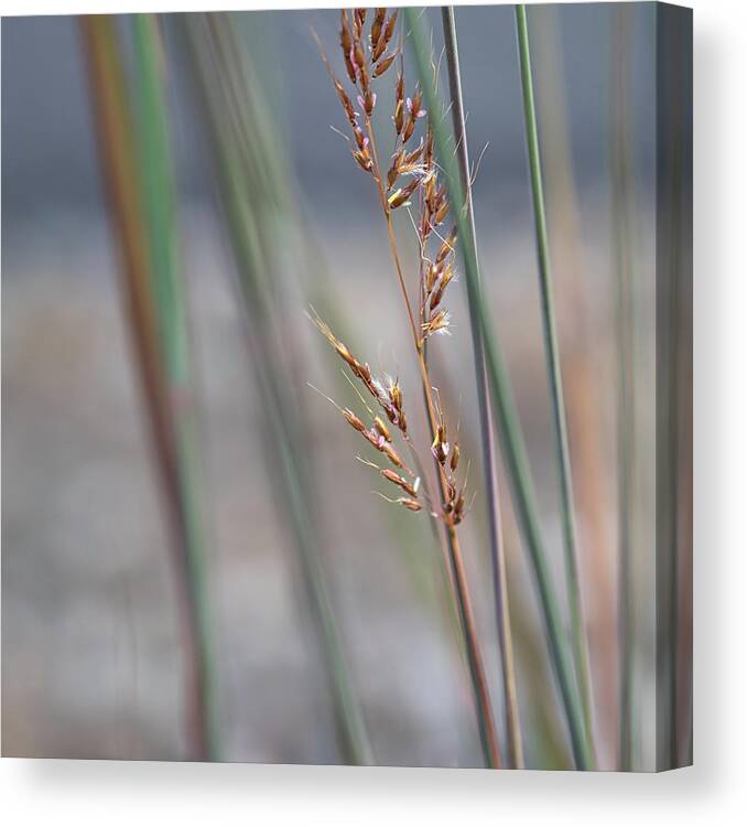 Tall Grass Canvas Print featuring the photograph In the Company of Blue 2 - by Julie Weber