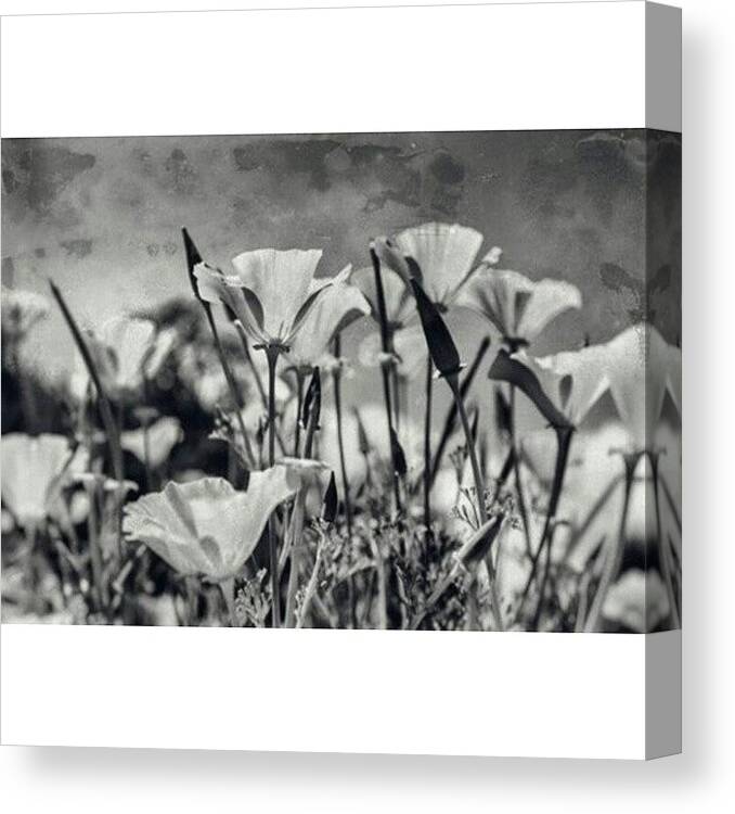 Irox_bw Canvas Print featuring the photograph In The Depth Of Winter, I Finally Found by Georgia Clare