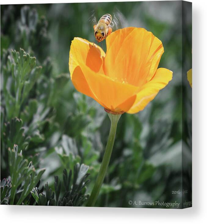 Eschscholzia Californica Canvas Print featuring the photograph Inbound Pollinator by Aaron Burrows