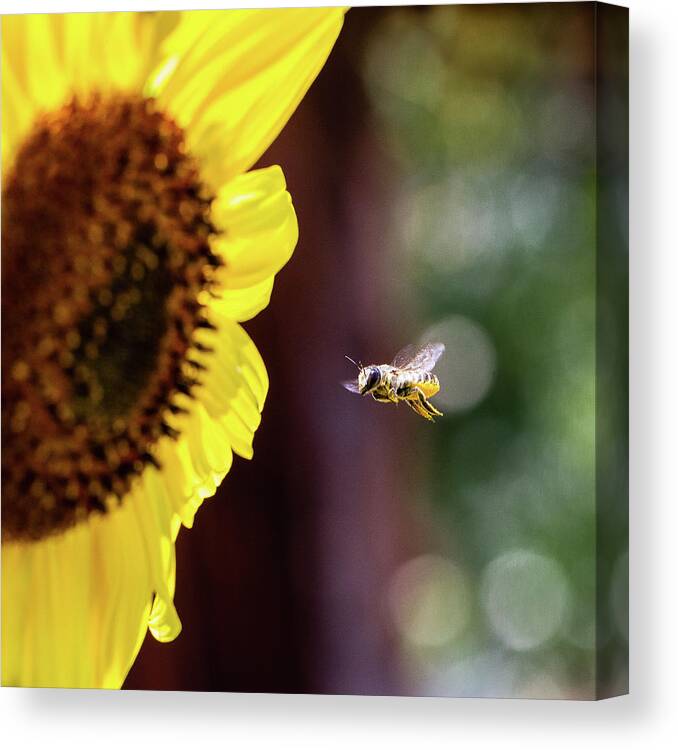 Giant Sunflower Canvas Print featuring the photograph Incoming by Annette Hugen