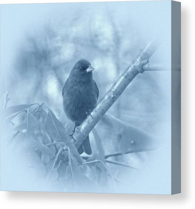 Indigo Bunting Canvas Print featuring the photograph Indigo Bunting in Blue by Sandy Keeton