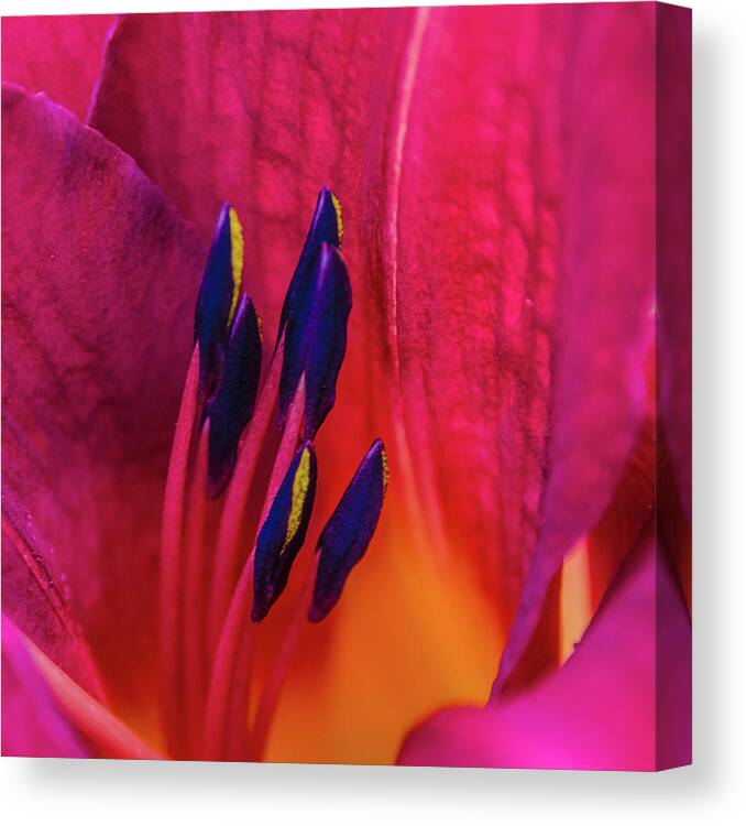 Lily Canvas Print featuring the photograph Inner Lily Macro by Julie Palencia