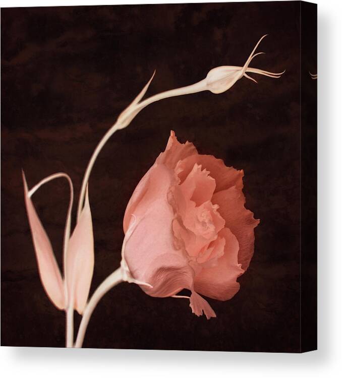 Lisianthus Flowers Canvas Print featuring the photograph Intention by Leda Robertson