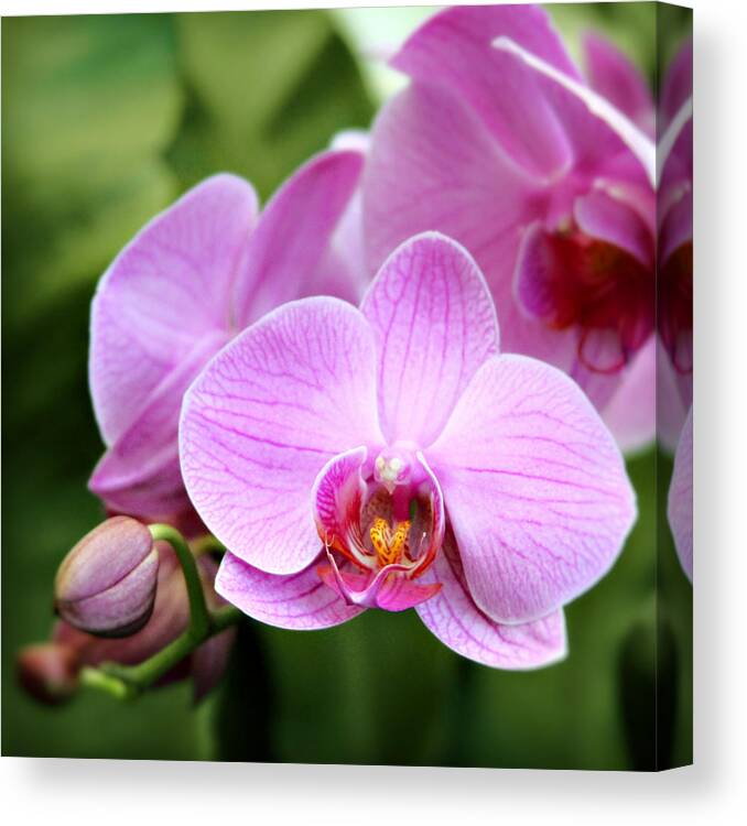 Orchid Canvas Print featuring the photograph Into the Pink by Melanie Alexandra Price