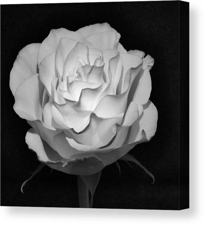 Infrared Canvas Print featuring the photograph IR Rose by John Roach