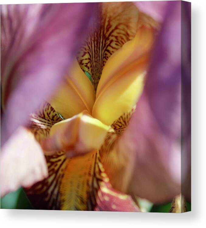 Photograph Canvas Print featuring the photograph Iris Albertii in Magenta by M E