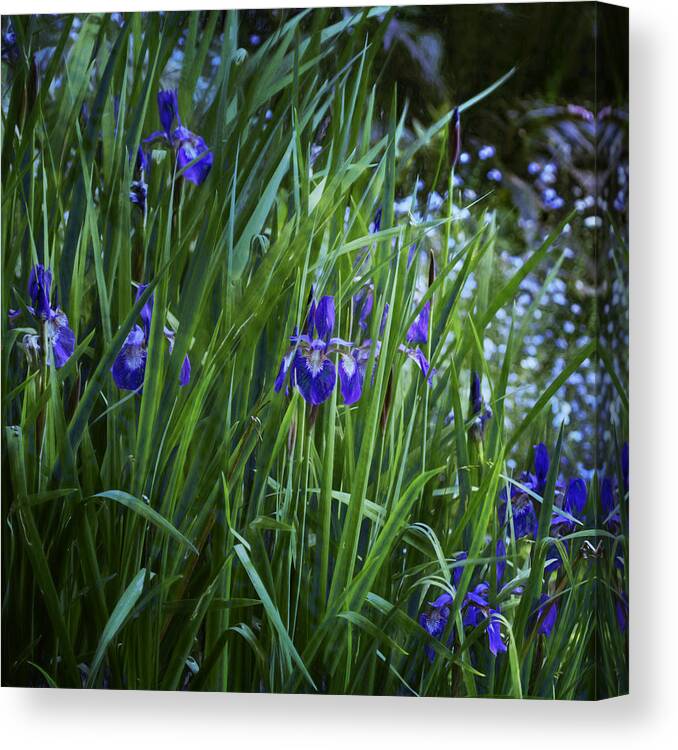 Iris Canvas Print featuring the photograph Irises by Belinda Greb
