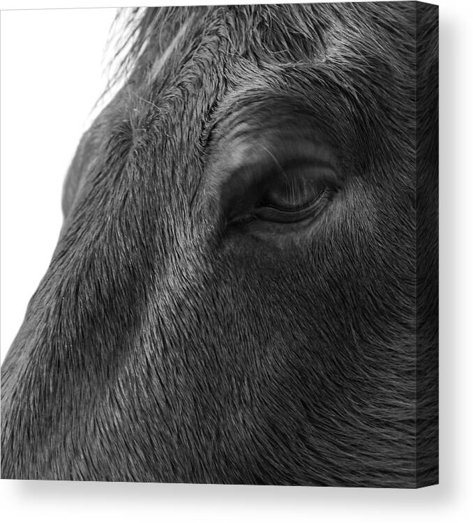 Horse Canvas Print featuring the photograph It's all in the eyes by Steve Gravano