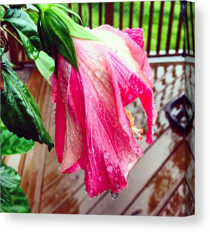 Hibiscus Canvas Print featuring the photograph It's That Kind Of An Afternoon #rain by Scott Pellegrin