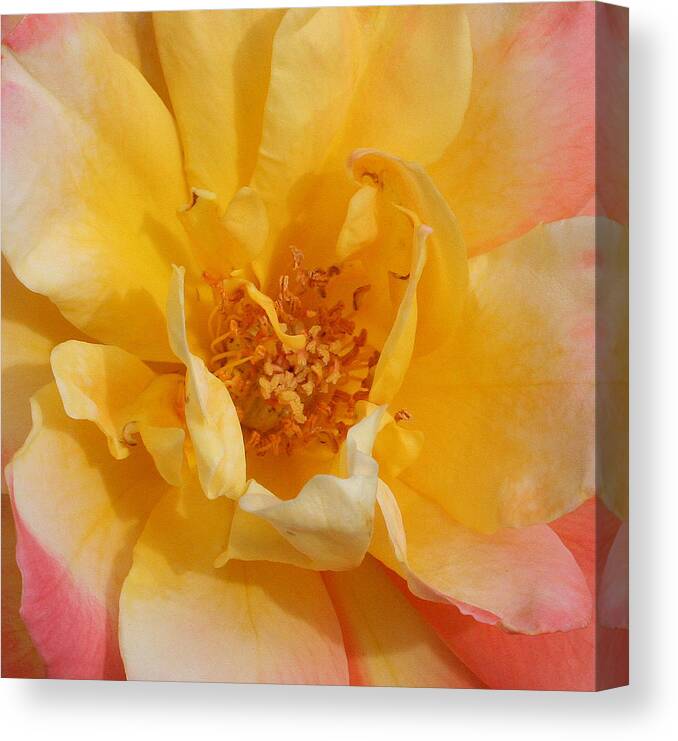 Rose Canvas Print featuring the photograph Jacob's Bands of Color by Marna Edwards Flavell