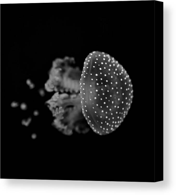Dotted Barrel Jellyfish Canvas Print featuring the photograph Jellyfish by Joana Kruse