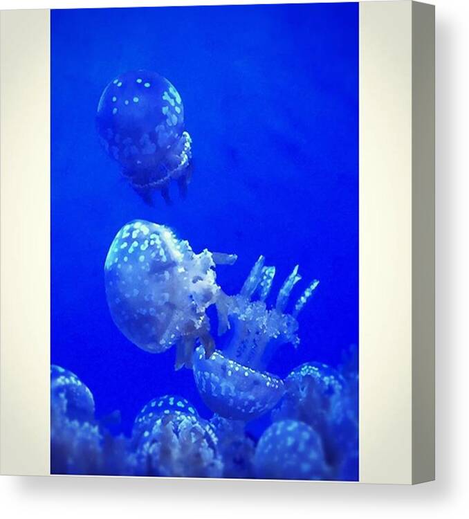 Water Canvas Print featuring the photograph Jellyfishes #aquarium #water #iphone6 by Joan McCool