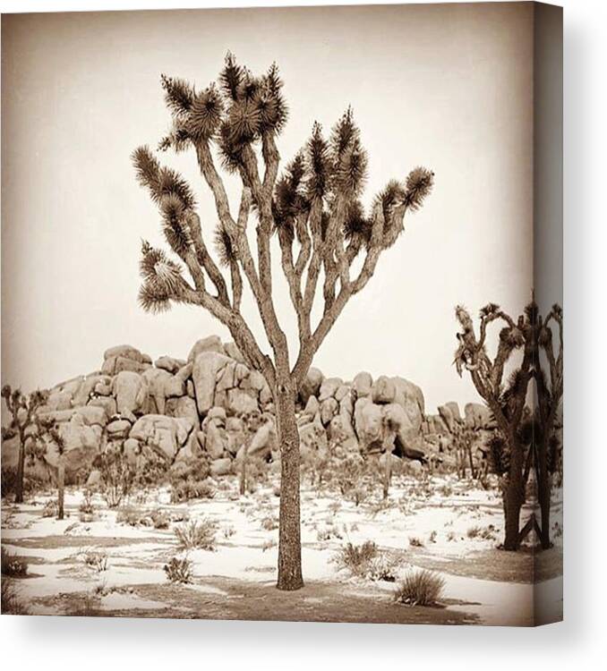 Joshuatree Canvas Print featuring the photograph Joshua Tree In Snow. A Rare Sight by Alex Snay