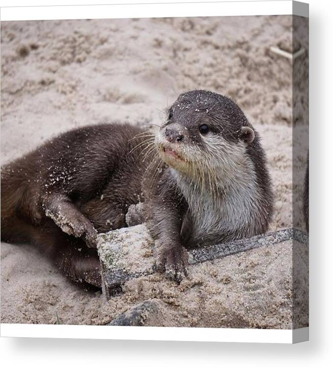 Fife Canvas Print featuring the photograph Just An #otter Sitting Around At by John Cuthbert