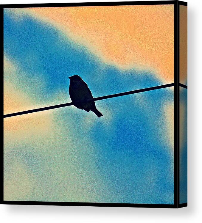 Bird Canvas Print featuring the photograph Just Chillin' by KayeCee Spain