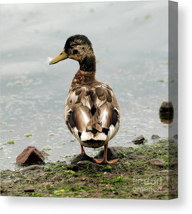 Duck Canvas Print featuring the photograph Just Ducky by Sam Rino