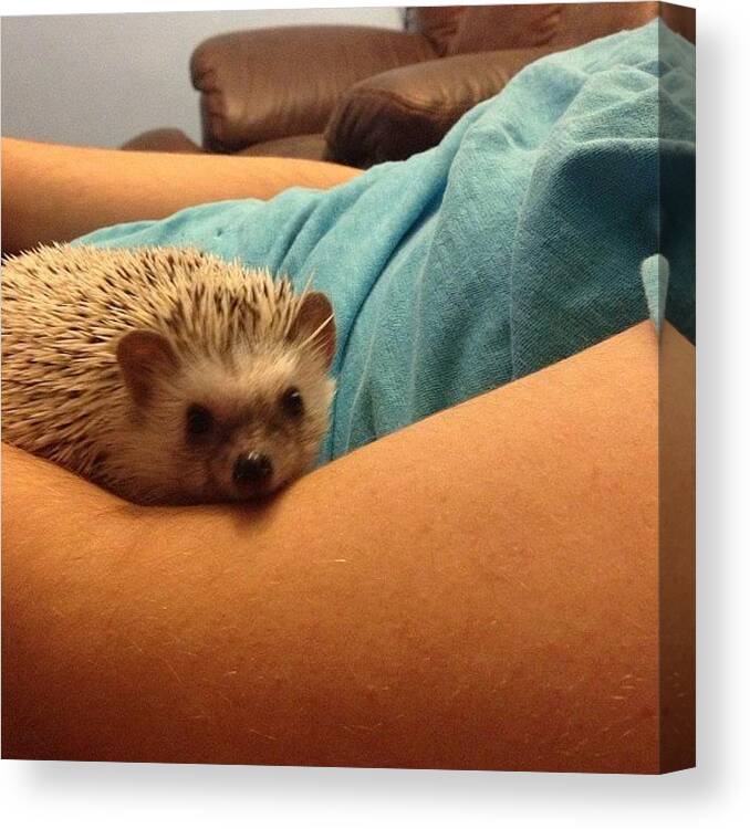 The Best Pet Canvas Print featuring the photograph Kai the hedgehog by Katelyn Vernon