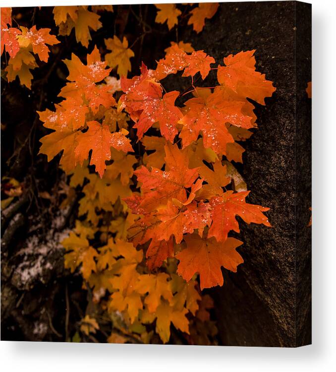 Fall Canvas Print featuring the photograph Kernals of Snow by Dave Koch