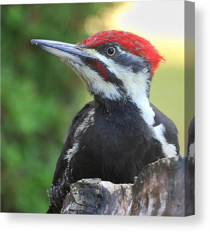 Pileated Woodpecker Canvas Print featuring the photograph King of the Castle by Carl Olsen