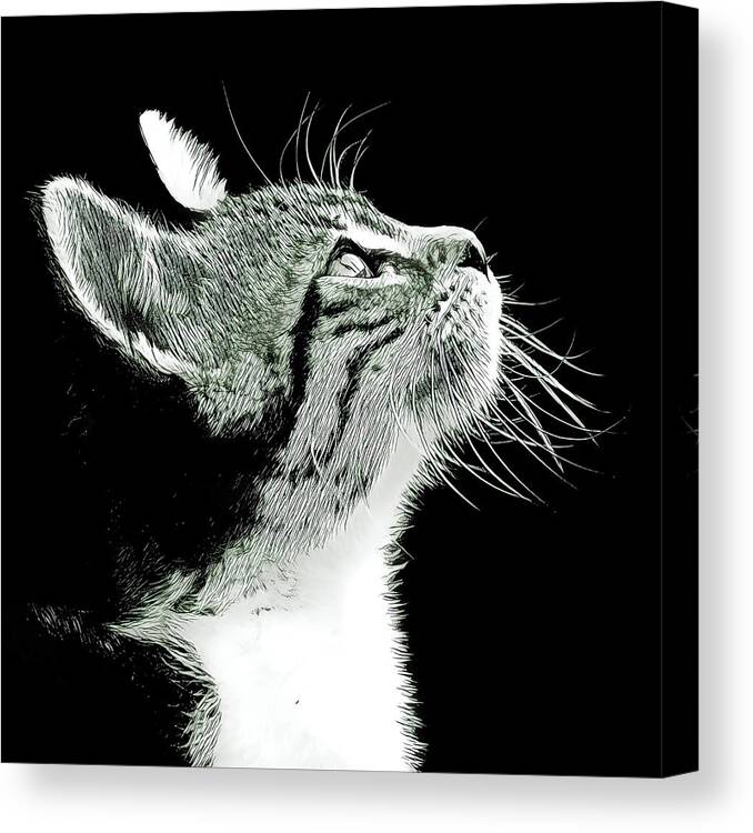 Kitten Canvas Print featuring the digital art Kitten Thoughts by David G Paul
