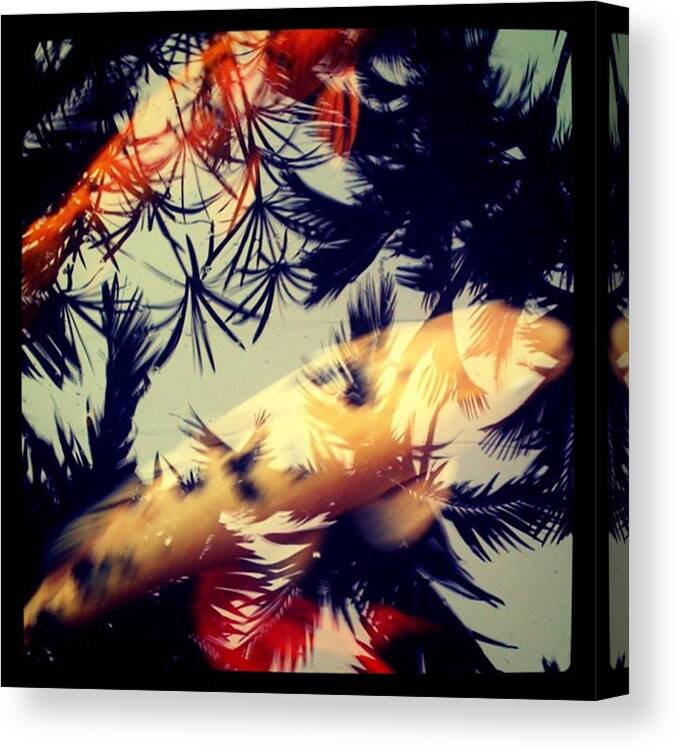  Canvas Print featuring the photograph Koi Fish In Pond, Bal Harbor Shops by Juan Silva