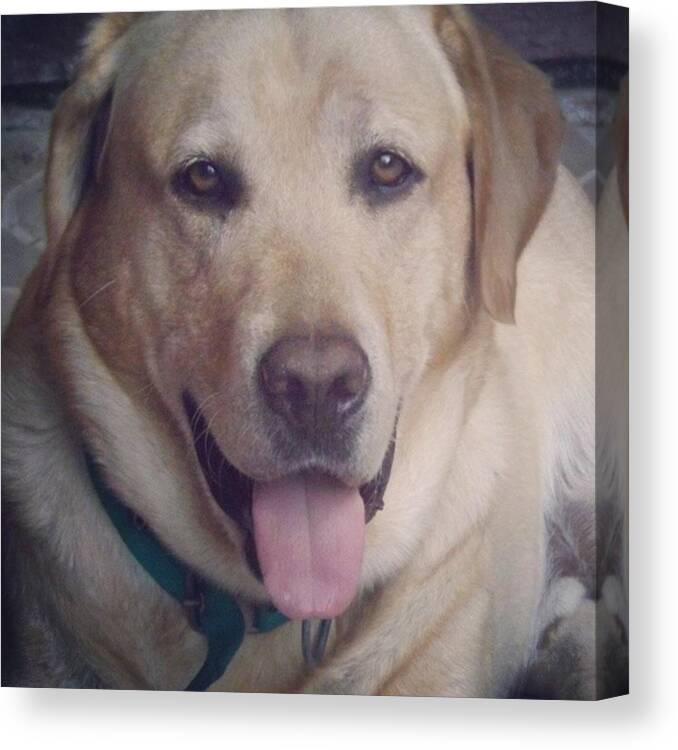 Labrador Canvas Print featuring the photograph #labrador #face #dog by Fernando Portal