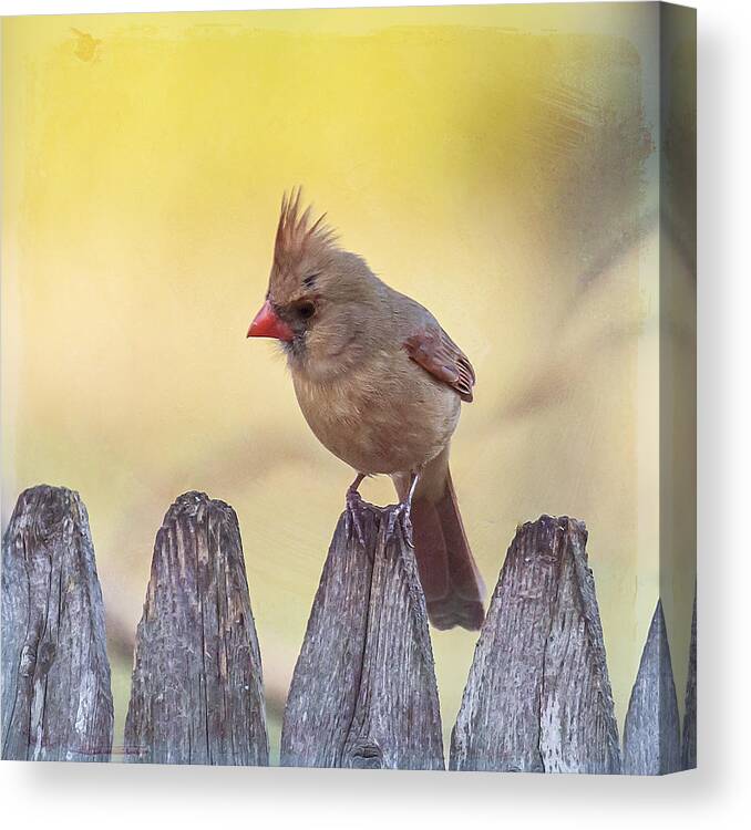 Bird Canvas Print featuring the photograph Lady Cardinal by Cathy Kovarik